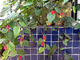 Abutilon with blue Moroccan tiles