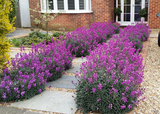 Beautifully balanced garden by Lilybud Beautifully balanced garden by Lilybud