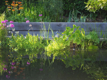 Plunge pool with natural reed filtration