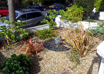Architectural planting in front garden