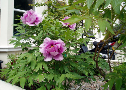 Low maintenance garden, Brighton