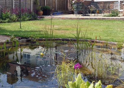 Large garden with wildlife friendly pond