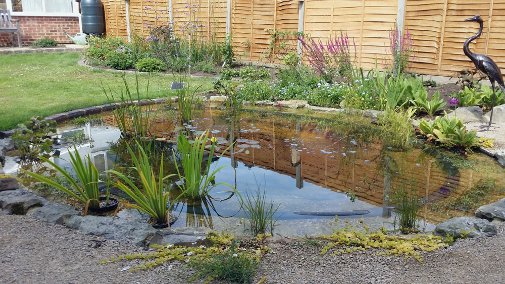 Large garden with wildlife friendly pond
